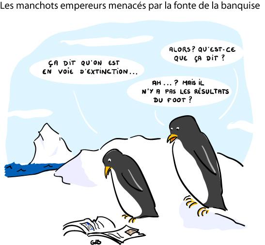 Les manchots empereurs menacés par la fonte de la banquise