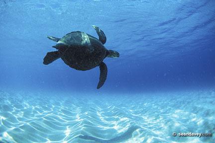 Hawaiian sea turtle at Keiki beach, north shore, 2002