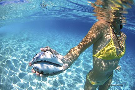 under water view of girl holding courie shell at Keiki, north sh