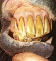 incisives2 Lage du cheval photo cheval