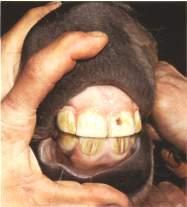 incisives1 Lage du cheval photo cheval