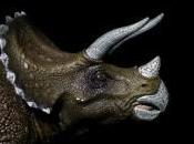 cornes Triceratops leur servaient combattre