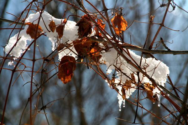 Un jour d'hiver à la montagne