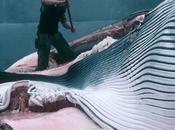 Greenpeace condamne décision islandaise d’augmenter fortement quotas chasse baleinière