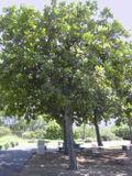 Tamatu arbre