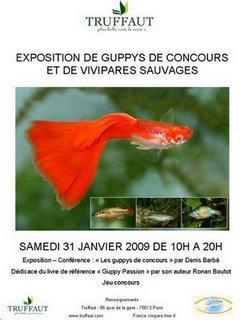 Exposition de guppys de concours chez Truffaut