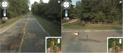 google-cerf Une voiture de Street View écrase un jeune cerf