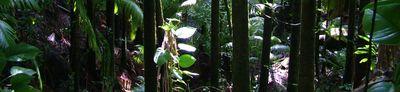 Rainforest_2