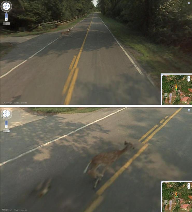 Google hits Bambi