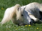 retraite vieux copains club