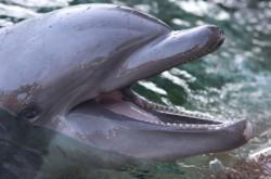 Découverte dauphins 