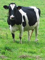 vache