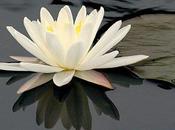 Nous Sommes Incapables Sourire…”