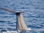 baleiniers japonais accusés d'employer armes militaires contre militants écologistes