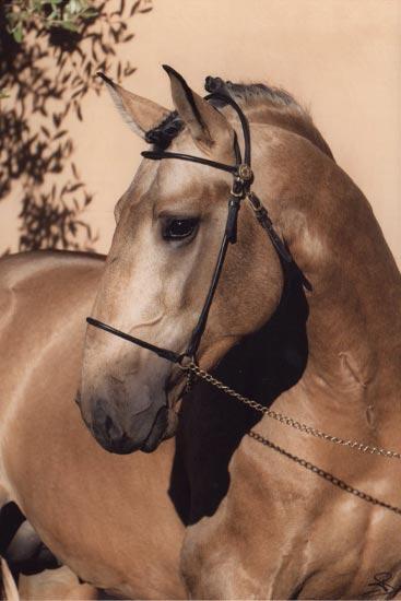 5 Quand je serai riche......je ferai un petit voyage dans le sud photo cheval