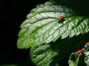 Moblin alpha nouvel pour Netbook