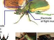 insectes radiocommandés