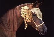 vavra Le luxe pour votre cheval: parce quil le vaut bien.... photo cheval