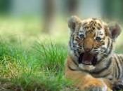 chienne labrador vient d'adopter tigrons