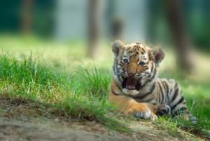 Tigre bébé