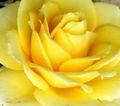 Rose jaune