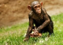chimpanzé jeune