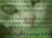 Design poème: Félin