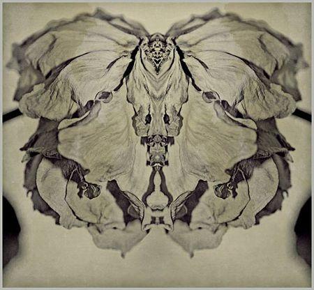 Butterfly_s_ghost_by_daaram