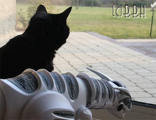 chat noir et roboraptor