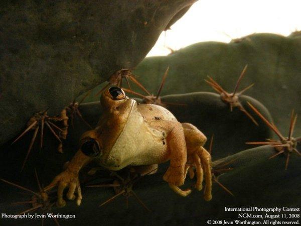 International Photography Contest 2008