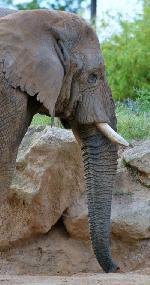 Elephant d'Afrique 4