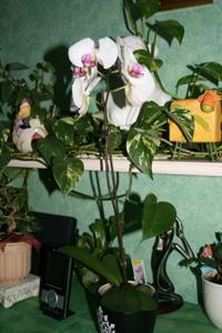 Vous aimez les orchidées ? Ma femme les adores !