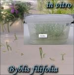 Bylblis - In vitro