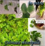 Dionaea muscipula - In vitro