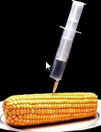 OGM: c'est reparti pour un tour