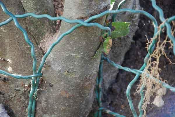 Des bassines de cailloux et pousse la rocaille