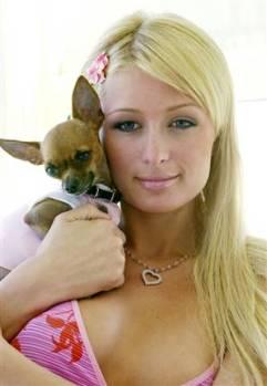 Paris Hilton, responsable des chihuahuas abandonnés