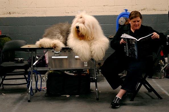 Westminster Kennel Club