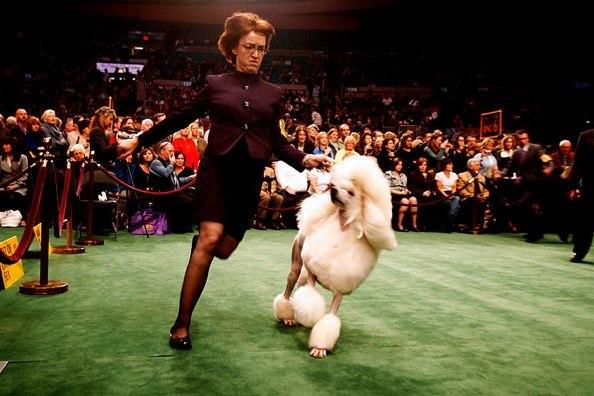 Westminster Kennel Club