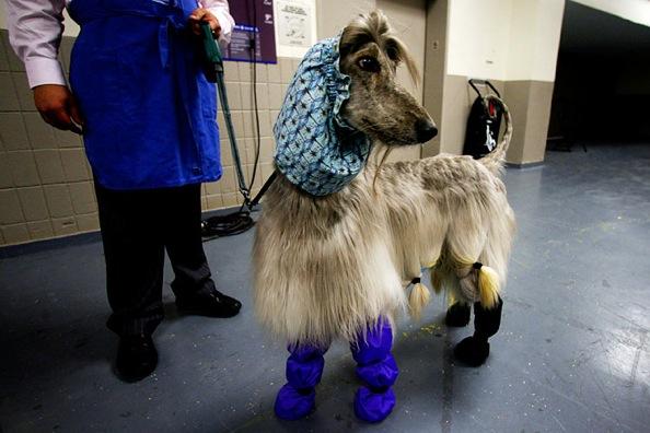 Westminster Kennel Club