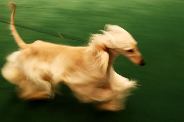 Westminster Kennel Club