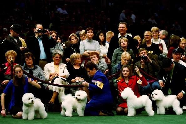 Westminster Kennel Club