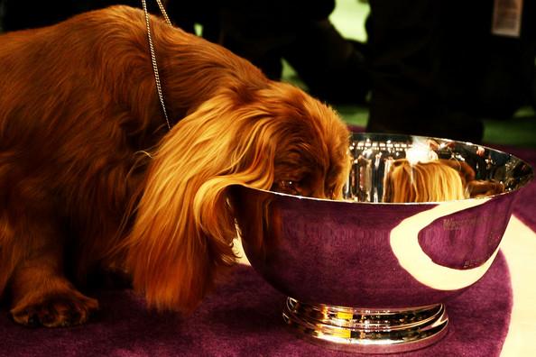 Westminster Kennel Club