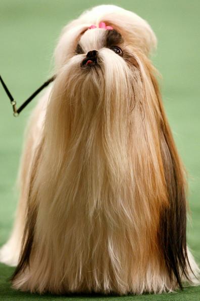 Westminster Kennel Club