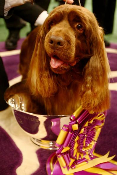 Westminster Kennel Club