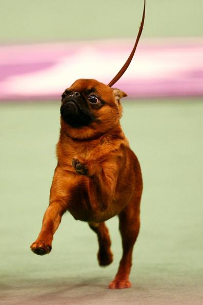 Westminster Kennel Club