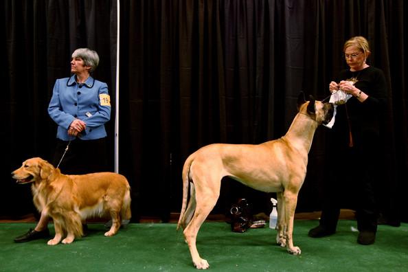 Westminster Kennel Club