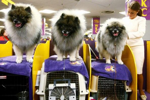 Westminster Kennel Club
