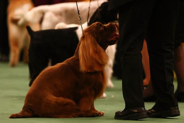 Westminster Kennel Club