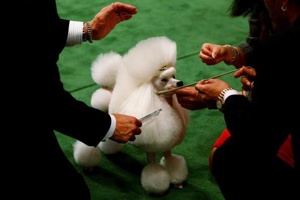Westminster Kennel Club